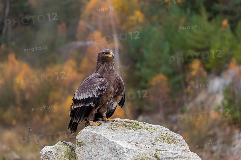 One steppe eagle, Aquila nipalensis, sits on a rock in front of an autumnal coloured forest