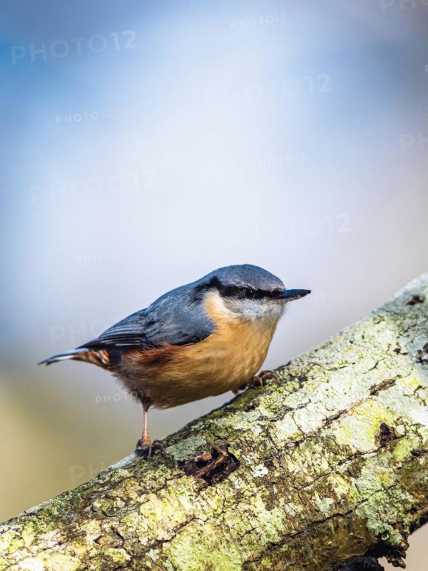 Eurasian Nuthatch, Sitta europaea in forest at winter sun