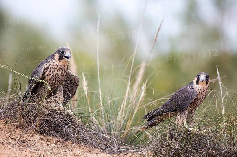 Peregrine Falcon (Falco peregrinus) juveniles, Madrid, Spain
