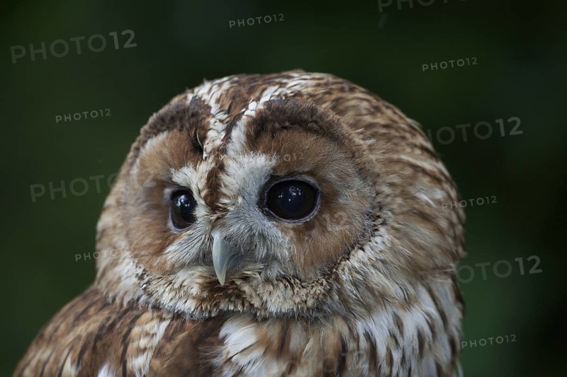 Tawny Owl (Strix aluco), Wales, United Kingdom