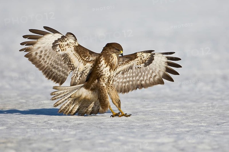 Common Buzzard (Buteo buteo), Saxony, Germany