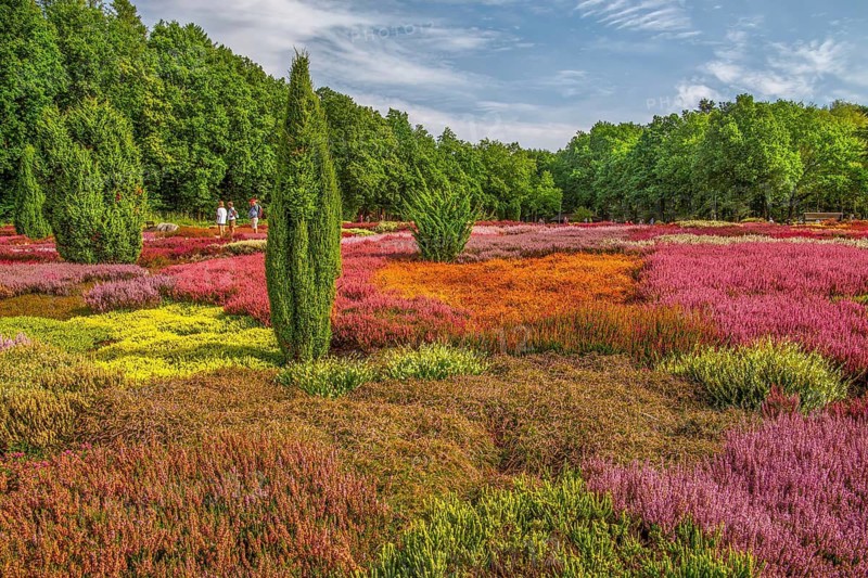 Heather garden with many varieties of heather from all over the world, Schneverdingen, Lüneburg Heath, Lower Saxony, Germany