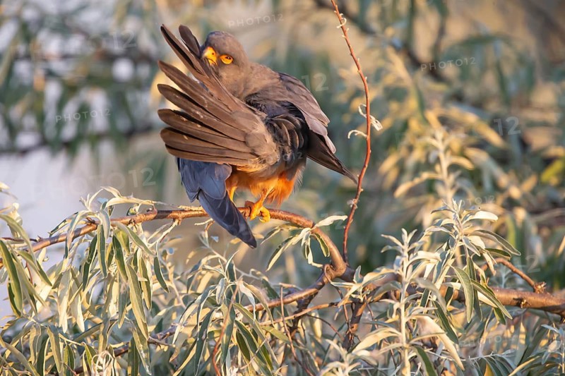 Red-footed Falcon (Falco vesperetinus) male, plumage care, Hungary
