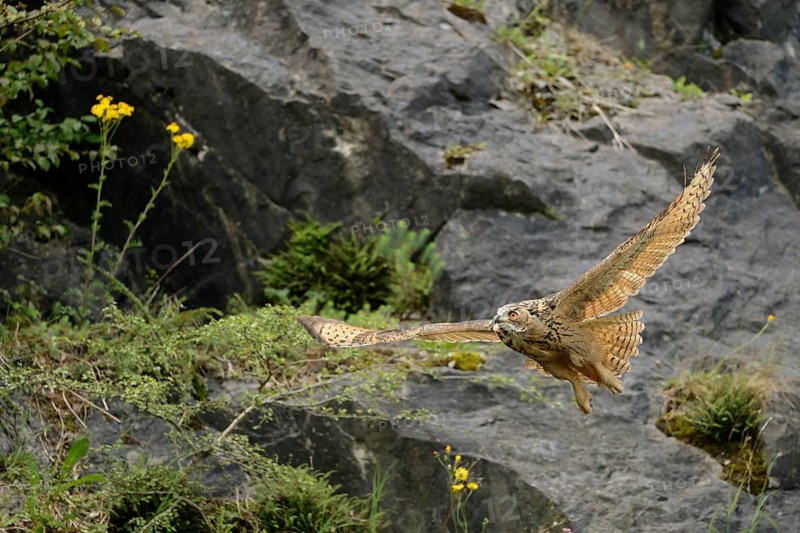 Eurasian Eagle-Owl (Bubo bubo) flying, North Rhine-Westphalia, Germany