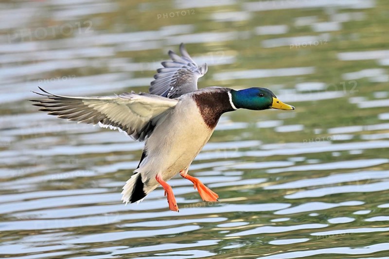 Mallard (Anas platyrhynchos), drake in flight, Lake Zug, Canton Zug, Switzerland