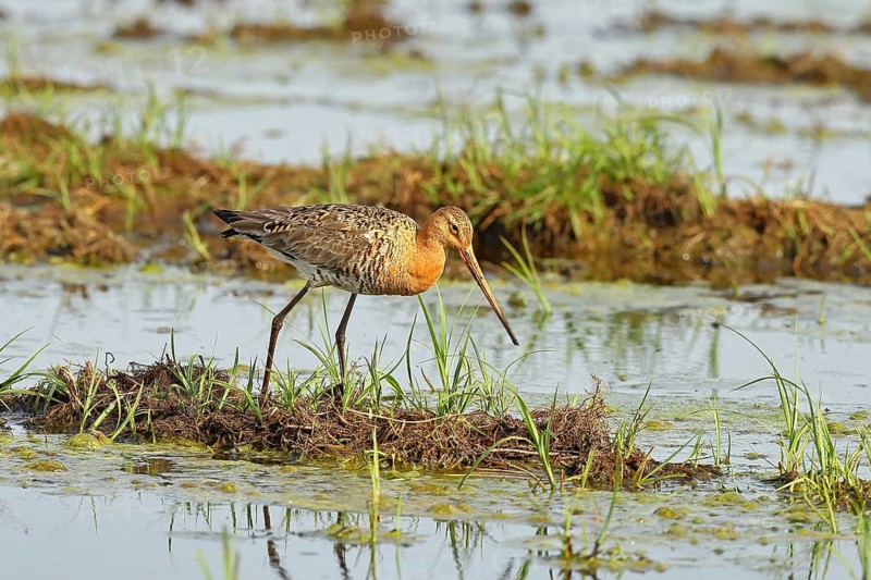 Black-tailed godwit (Limosa limosa) walking in shallow water in a moor, Ochsenmoor, Dümmer See, Hüde, Lower Saxony, Germany