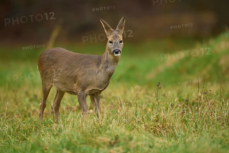 Roe Deer (Capreolus capreolus), female in meadow, Hesse, Germany