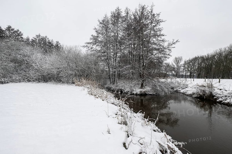 Winter landscape with black alder (Alnus glutinosa) along a ditch, Emsland, Lower Saxony, Germany