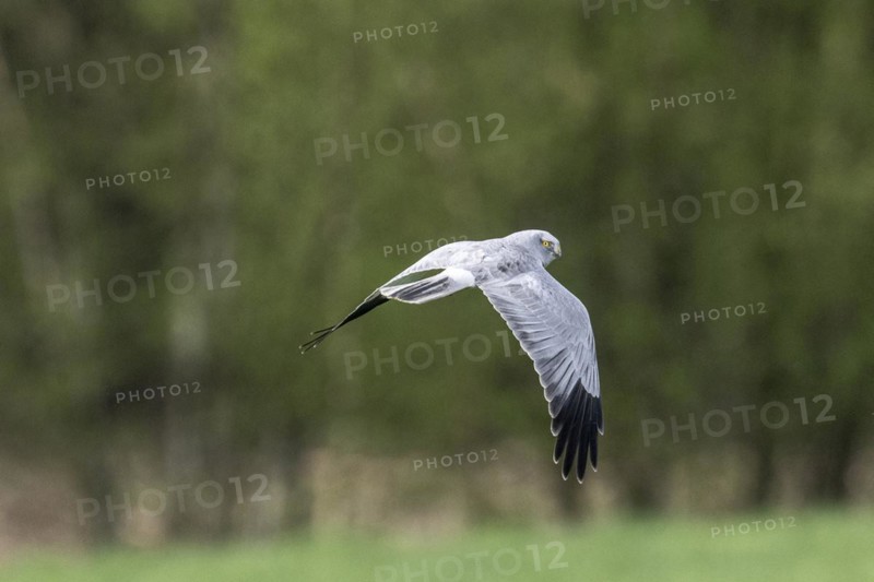 Hen harrier (Circus cyaneus), Emsland, Lower Saxony, Germany