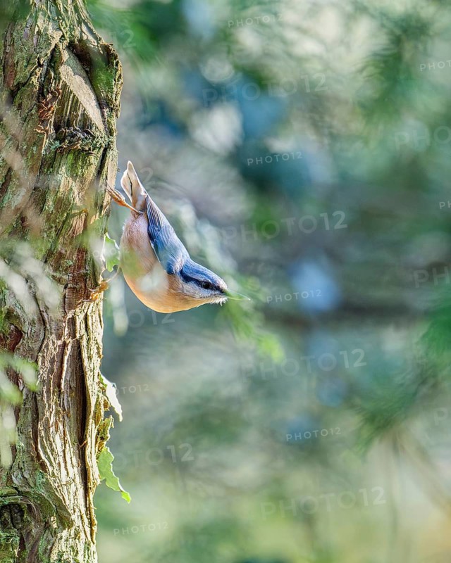 Nuthatch (Sitta europaea) running down a tree bark, looking to the right, surrounded by blurred leaves, background equally blurred, beautiful light, Dortmund, North Rhine-Westphalia, Germany