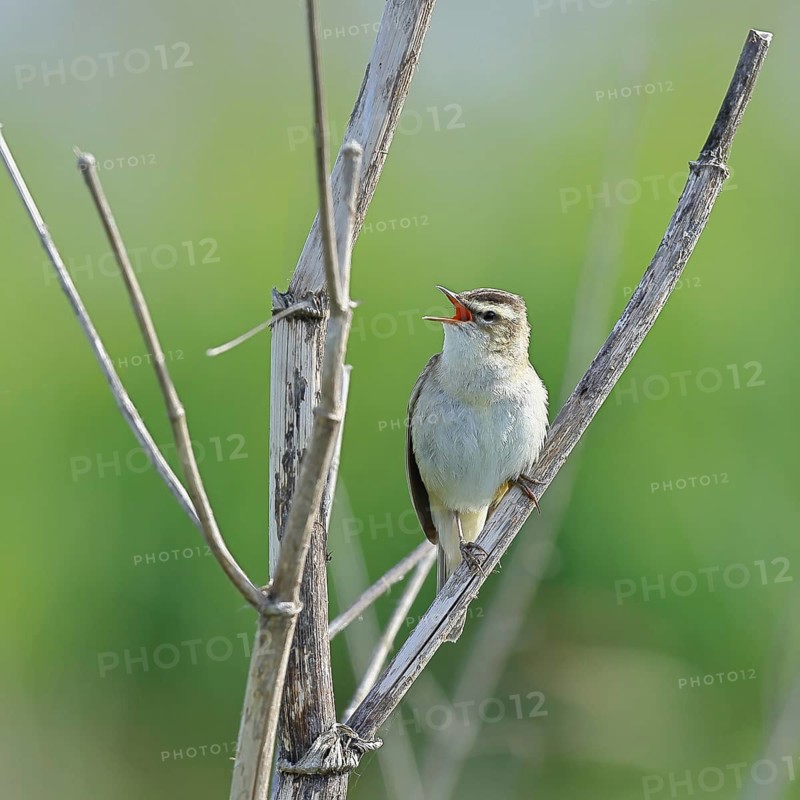Reed Warbler (Acrocephalus schoenobaenus) singing in a shrub, Wildlife, Lembruch, Ochsen Moor, Dümmer nature park Park, Lower Saxony, Germany