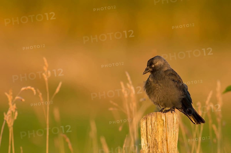 Western Jackdaw (Coloeus monedula), Schleswig-Holstein, Germany