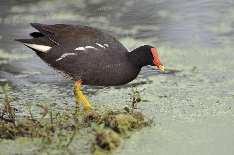 Common Moorhen (Gallinula chloropus), Canada