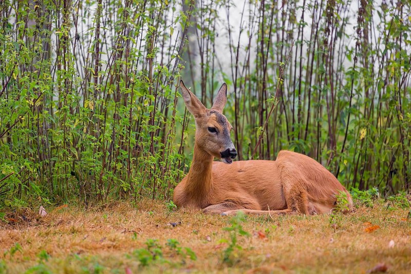 A female roe deer (Capreolus capreolus) rests in nettle thicket