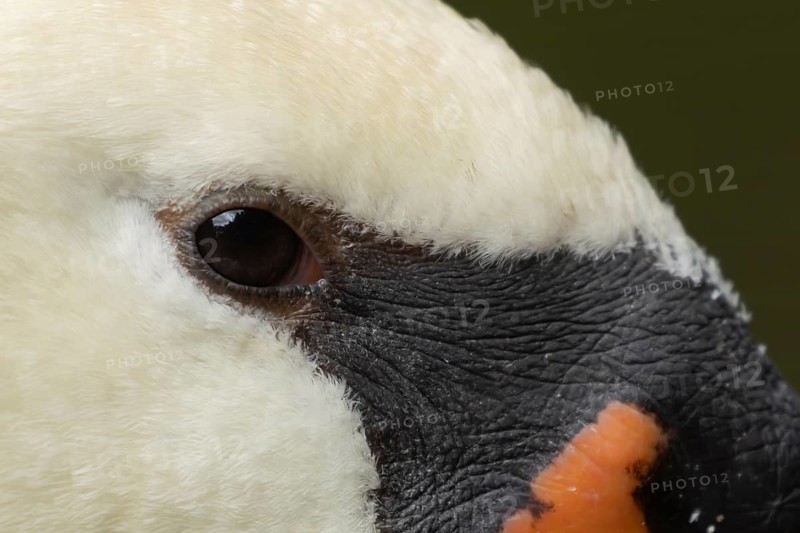 Mute swan (Cygnus olor) adult bird close up head portrait, England, United Kingdom