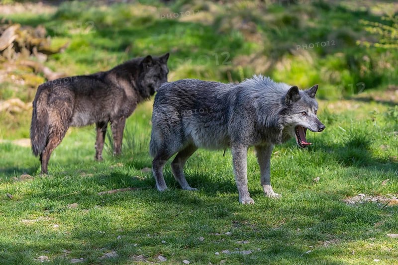 Two Timberwolves, Canis lupus lycaon, standing in an opening of a forest on green grass in bright sunlight