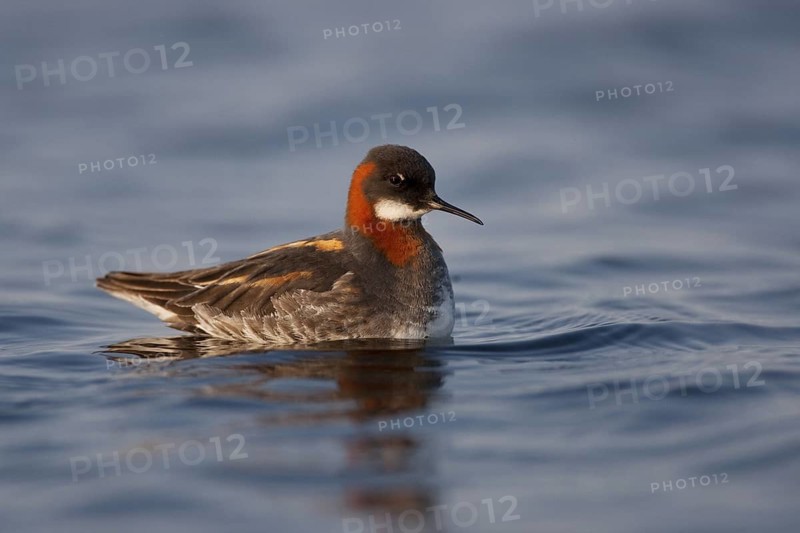 Red-necked Phalarope (Phalaropus lobatus) female, Myvatn, Iceland