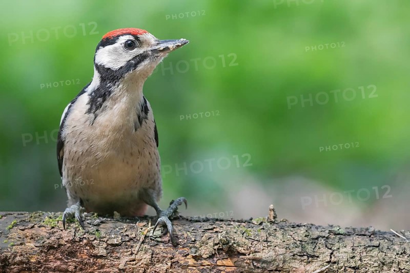 Great Spotted Woodpecker (Dendrocopos major) juvenile, Lower Saxony, Germany
