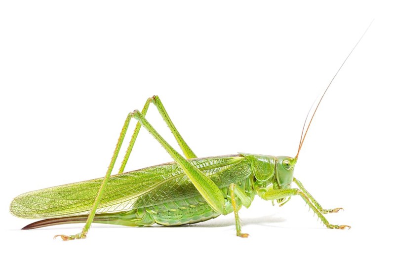 Great Green Bush-Cricket (Tettigonia viridissima) adult female on white background, Galicia, Spain