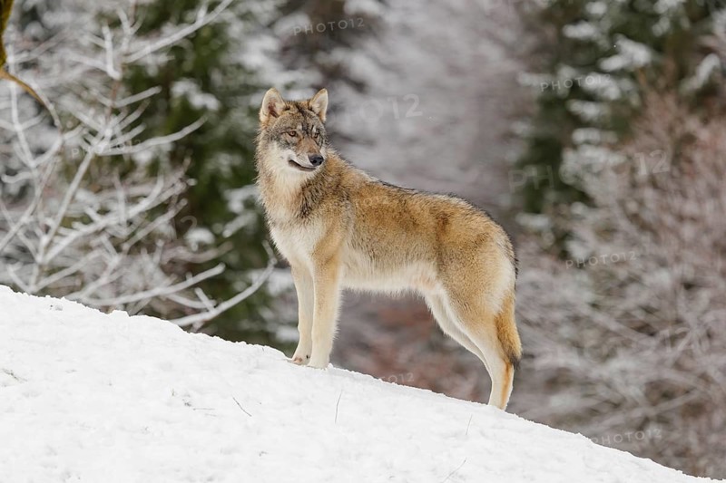 A young grey wolf (Canis lupus lupus) stands on a sloping, snow-covered meadow on a cold, cloudy day. A forest can be seen in the background
