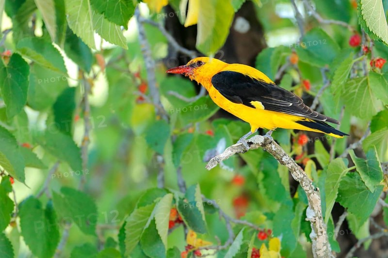 Eurasian Golden Oriole (Oriolus oriolus) male perched in Black mulberry (Morus nigra) tree, Andalusia, Spain