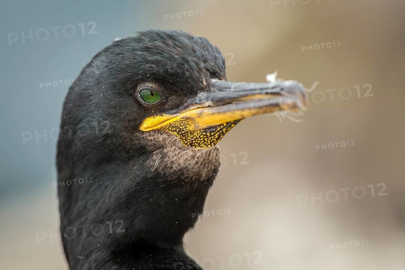 European Shag (Phalacrocorax aristotelis) adult portrait, Farne Islands, United Kingdom