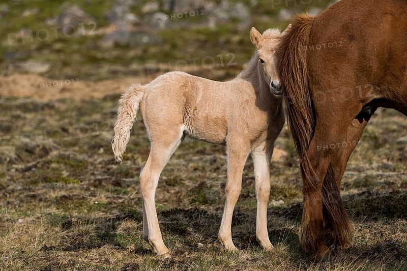 Foal and mare, Icelandic horses, Iceland