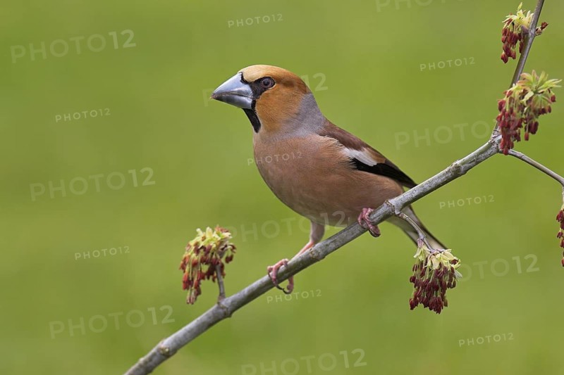 Hawfinch (Coccothraustes coccothraustes), Berlin, Germany