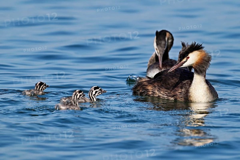 Great crested grebe (Podiceps scalloped ribbonfish), pair with three chicks swimming in the water, Lake Zug, Kanon Zug, Switzerland