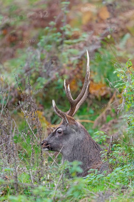A sika deer stag (Cervus nippon) rests in hilly terrain in a clearing overgrown with ferns