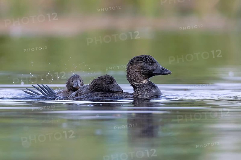 Musk Duck (Biziura lobata) female with chicks, Victoria, Australia