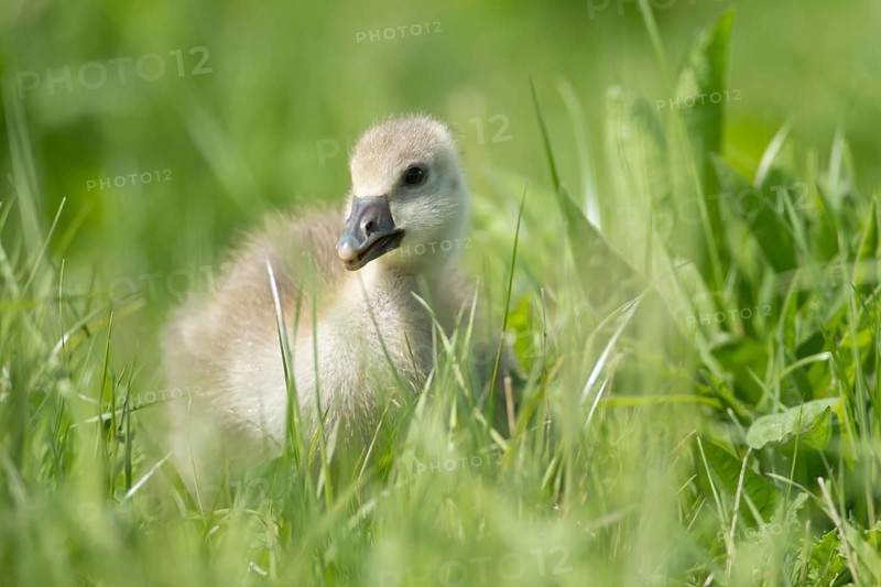 Greylag goose (Anser anser) juvenile baby gosling bird feeding in grassland in summer, England, United Kingdom