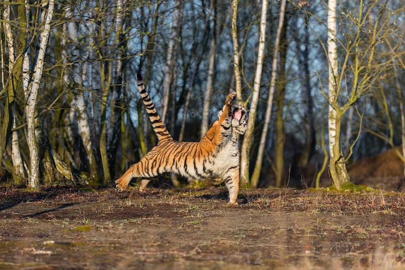 One young female Siberian Tiger, Panthera tigris altaica, running thru a birch tree forest. Early morning light