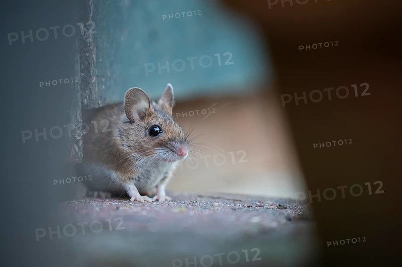 Wood mouse (Apodemus sylvaticus) adult rodent animal emerging from under a garden shed, Suffolk, England, United Kingdom