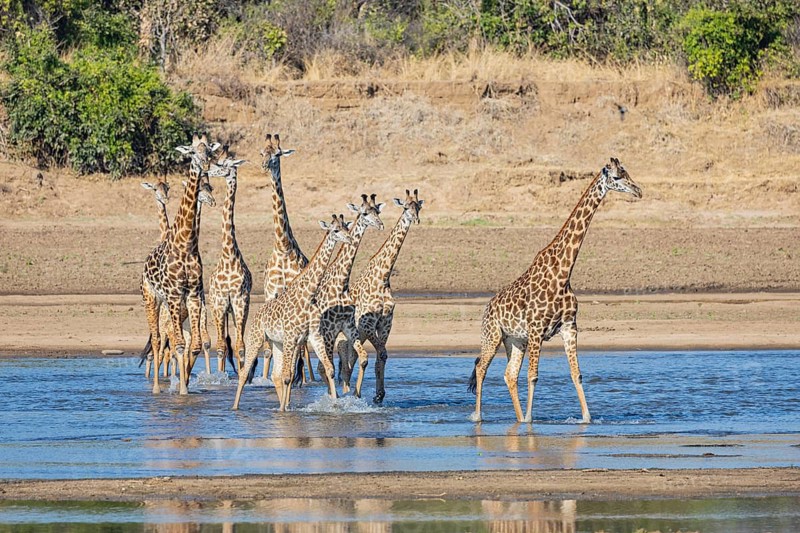 Thornicroft's Giraffe (Giraffa camelopardalis thornicrofti) crossing Luangwa River Zambia August