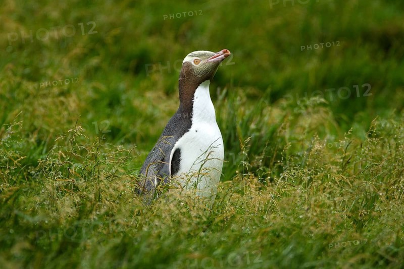 Yellow-eyed Penguin (Megadyptes antipodes), Enderby Island, Auckland Islands Archipelago, New Zealand