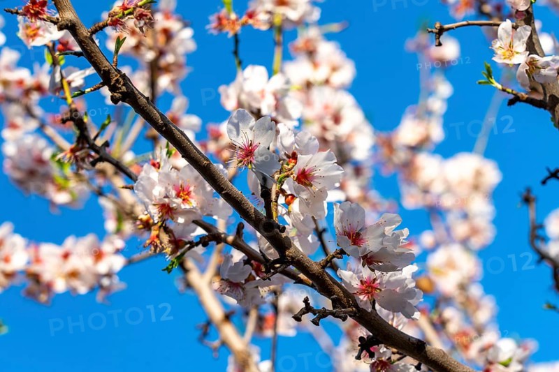 Almond blossom on Majorca, from January to March many hundreds of thousands of almond trees blossom on the Balearic island, near Bunyola, Majorca, Spain