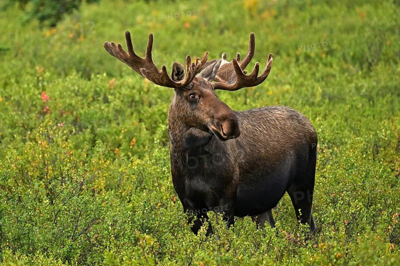 Bull elk (Alces alces) standing in the tundra, Denali National Park