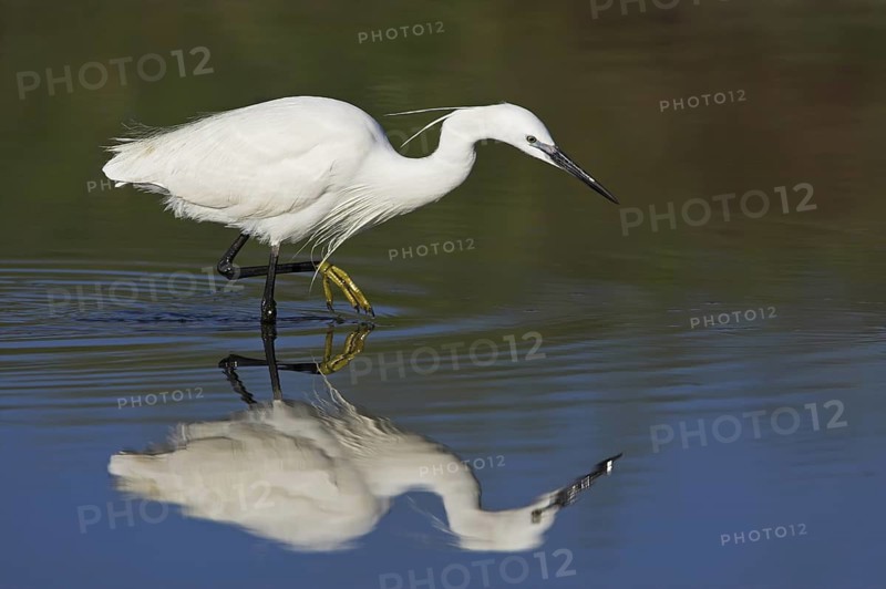 Little Egret (Egretta garzetta), Lesvos, Greece