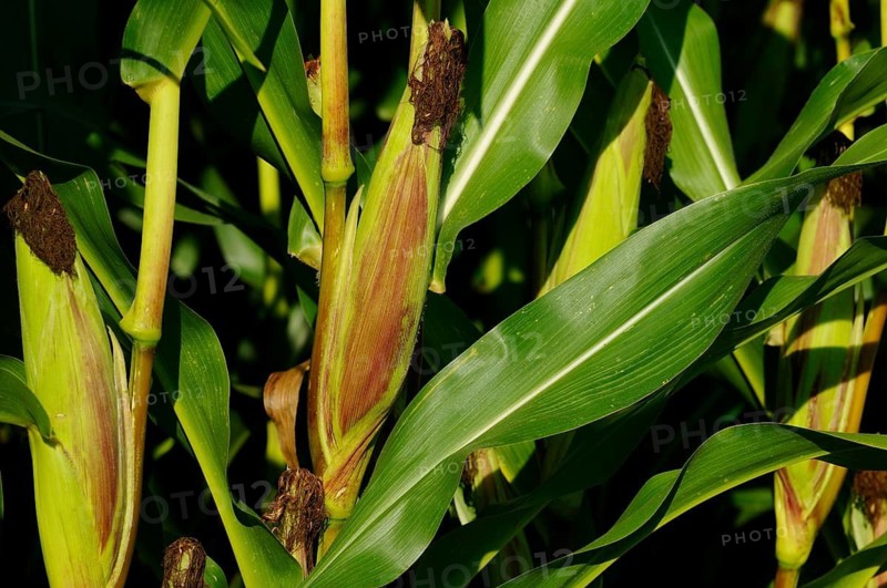 Ripe maize cobs in the middle of maize leaves in sunlight, maize (Zea mays), Bavaria