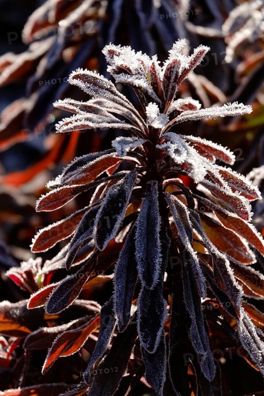Hoarfrost, Winter, Germany