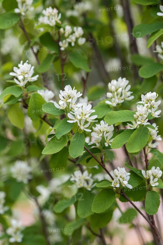 Columnar rock pear (Amelanchier alnifolia 'Obelisk'), IGA 2017 Berlin, Germany