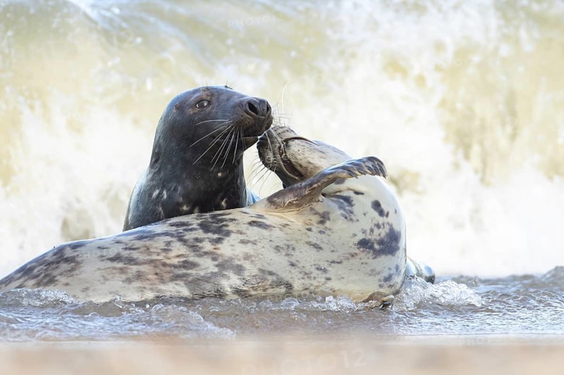 Atlantic grey seal (Halichoerus grypus) two adult seals animals in love courting in the waves of the sea, England, United Kingdom