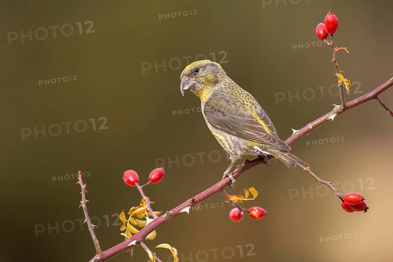 Red Crossbill (Loxia curvirostra) female perched on a branch, Aragon, Spain