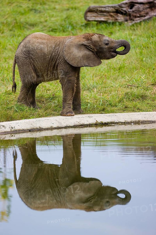 4 months old African baby elephant (Loxodonta africana) drinks from a water hole
