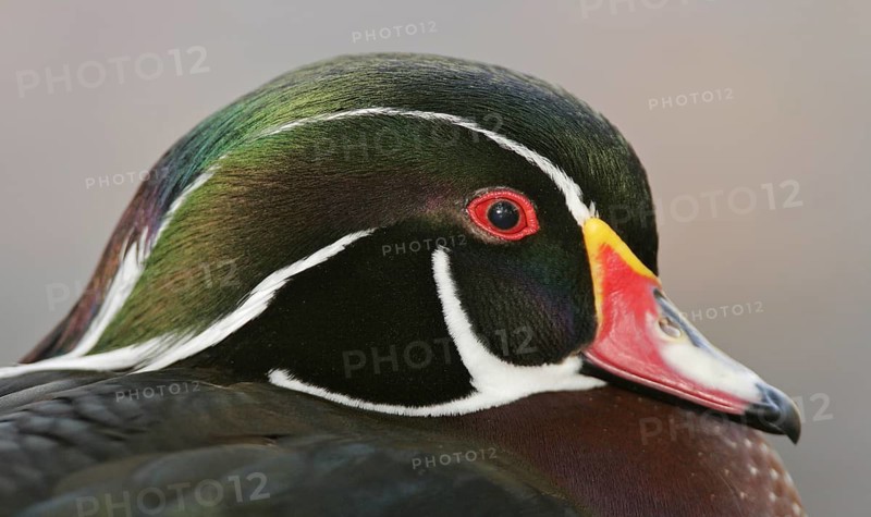 Wood Duck (Aix sponsa) male, California, USA