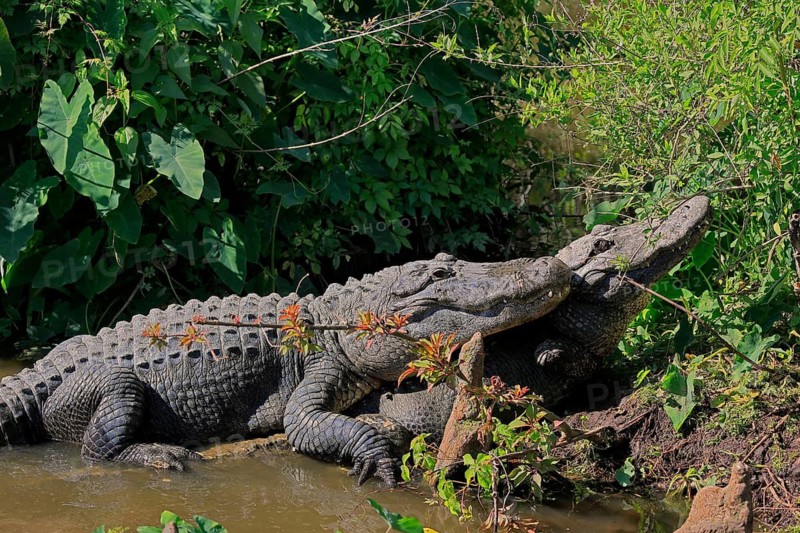 Mississippi Alligator (Alligator mississippiensis), pike alligator, adult, pair, male, female, mating, on the shore, in the water, Florida, USA, North America