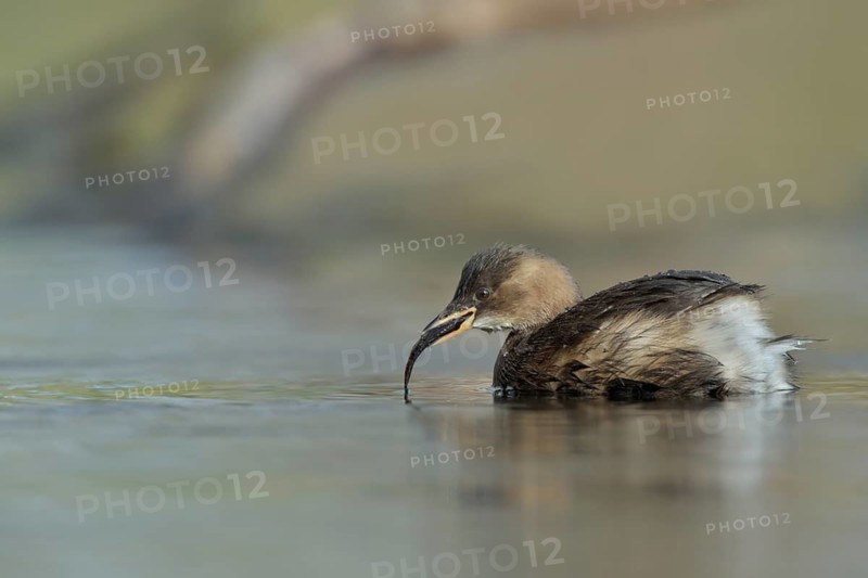 Little Grebe (Tachybaptus ruficollis) with fish prey in beak, North Rhine-Westphalia, Germany