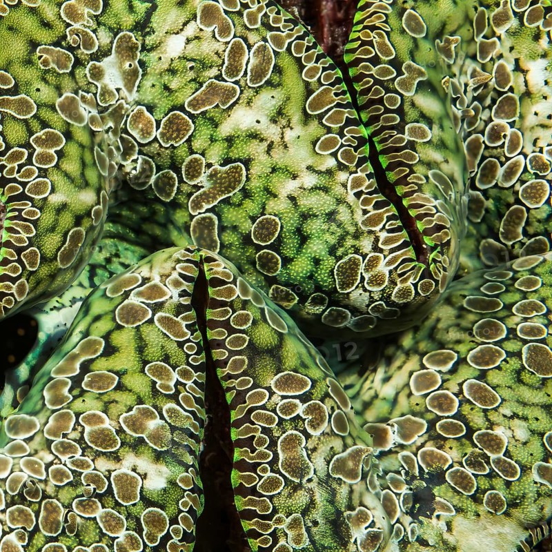 Underwater photo close-up detail photo of mantle of teardrop giant clam (Tridacna noae) Noah's giant clam, Pacific Ocean, Yap Island, Yap State, Caroline Islands, Federated States of Micronesia FSM, Australia, Oceania