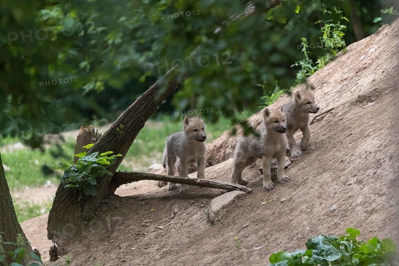 Three four weeks old Arctic wolf cub (Canis lupus arctos) standing on a dry hillside, watching the adult wolves